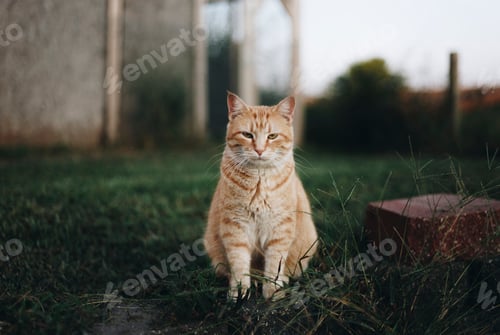 Preview: Portrait of a cat
