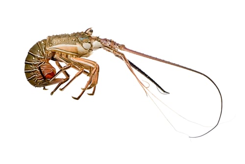 Crawfish Posing in Front of a White Background