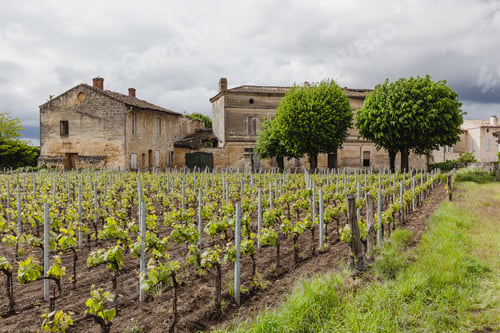 Preview: Wine and vineyards around the world - France