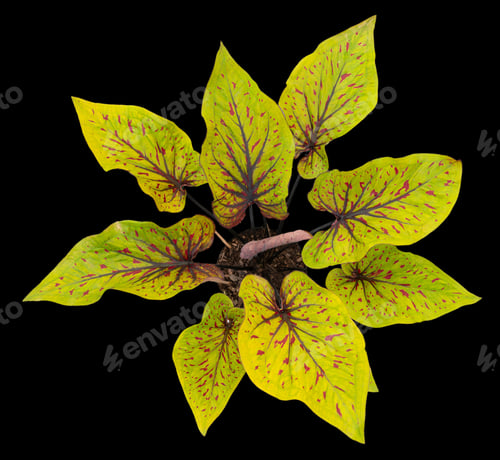 Preview: Beautiful colorful caladium on Black background isolate with clipping path. Queen