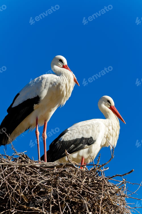 Preview: white stork