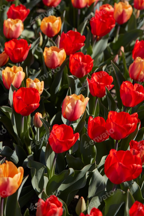 Preview: Tulip flowers in red and yellow colors texture background in spring sunlight