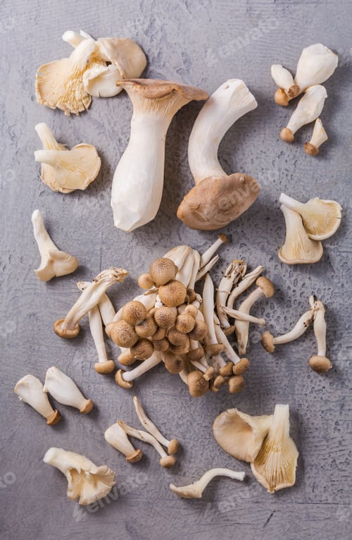 Preview: Assortment of edible mushrooms on grey background