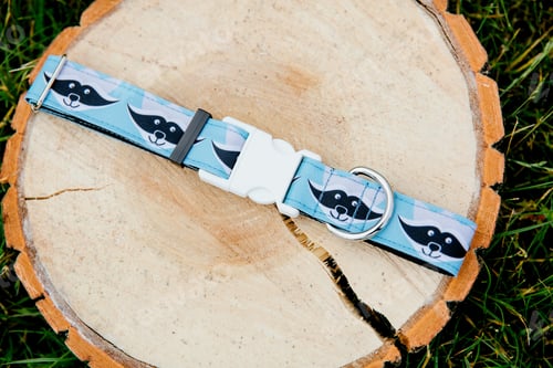 Preview: Dog Collar and Leash set. Pet Supplies and Walking Gear Collection