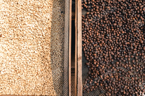 Preview: Coffee beans are dried in the greenhouse.
