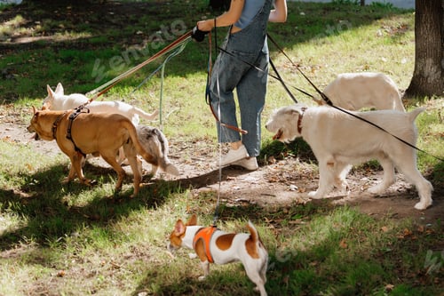 Preview: woman is walking her dogs on leashes in park, pack of dogs