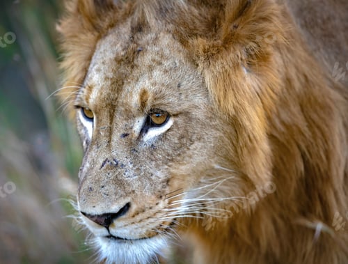 Preview: Close-up of a majestic lion in its natural habitat, gazing off into the distance.