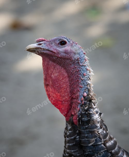 Preview: Domestic bird turkey outdoors on a summer day