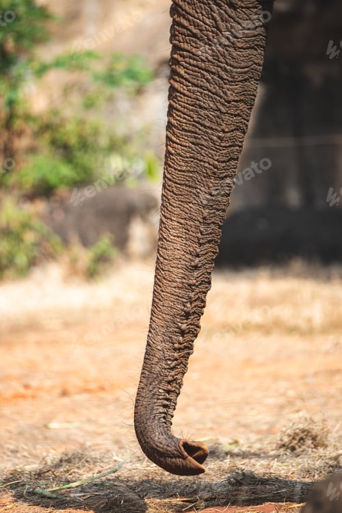 Preview: wild animal and mammal elephant with trunk towards upside elevated finding food