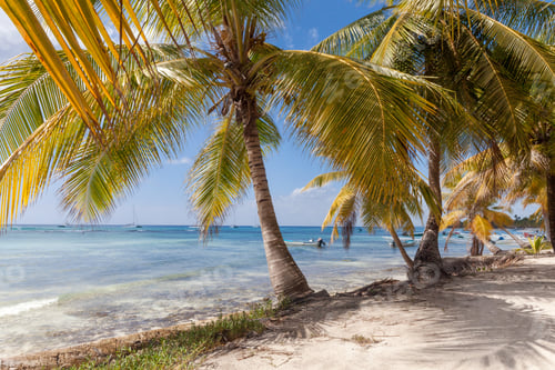 Preview: Tropical paradise in Dominican Republic. Palm trees near the sea. Relaxing holiday.