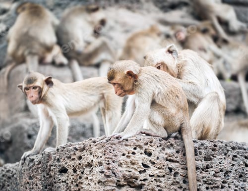 Preview: Long tailed macaque monkeys relaxing in Thailand