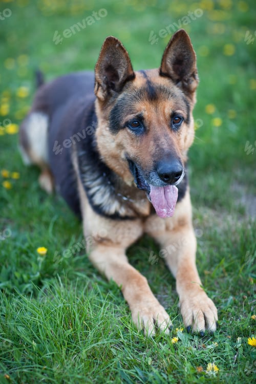 Preview: Clever German Shepherd dog lying in the spring grass, waiting fo