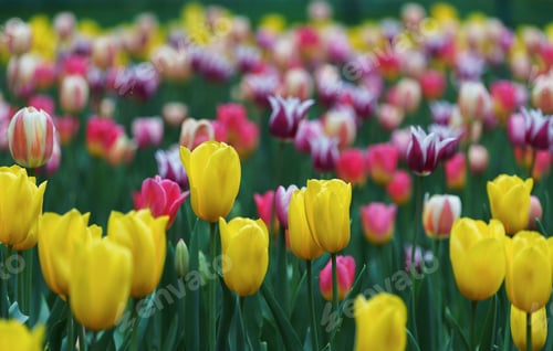 Preview: Tulips