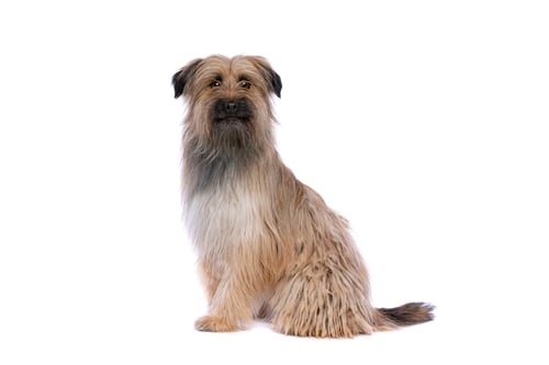 Preview: dog