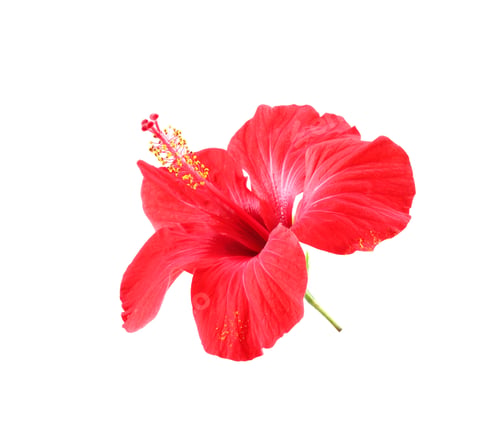 Vorschau: Schöne rote Hibiskusblüte isoliert auf weißem Grund