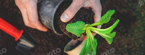 Preview: nature
