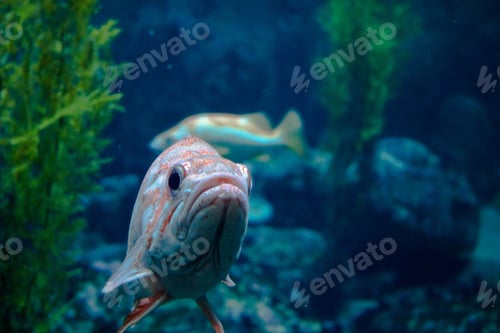 Preview: A fish in the Monterey Bay Aquarium