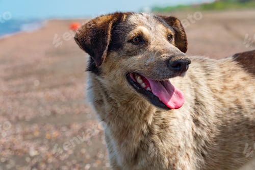 Preview: Stray dog on the shore by the sea