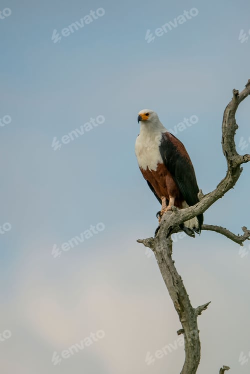 Preview: Vertical portrait of a beautiful Bald eagle perched on a tree branch on a blue sky background