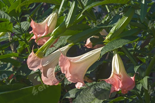 Preview: Angels Trumpet (Brugmansia Arborea). Another Botanical Name Is Brugmansia X Candida