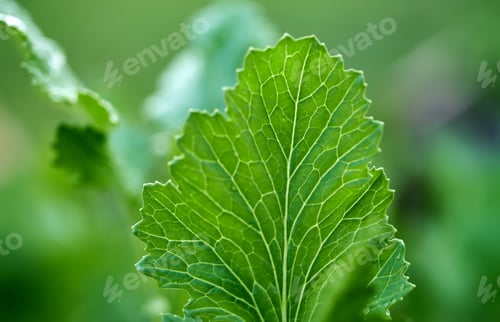 Preview: Close-up view of the wet vegetable leaf