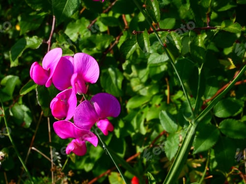 Preview: Vibrant Pink Flowers Blooming Against Green Leaves