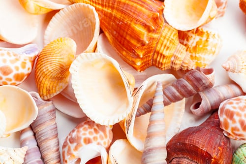 Preview: Sea shells. nature background