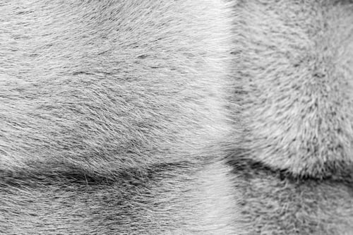 Preview: Fluffy Texture Of Fur Of Wild Animals Of Ashy Color For Abstract Backgrounds