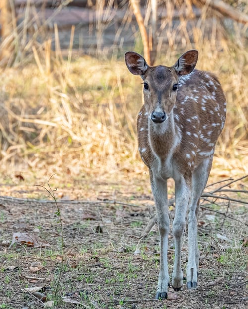 Preview: Dappled deer in its natural habitat