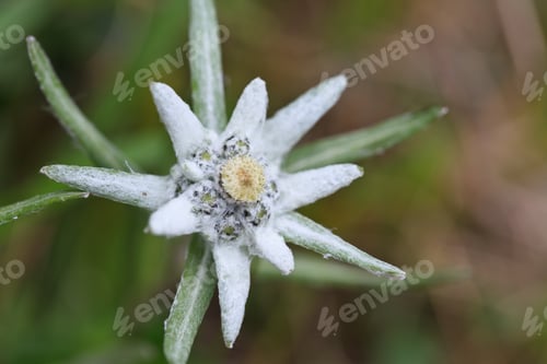Preview: edelweiss