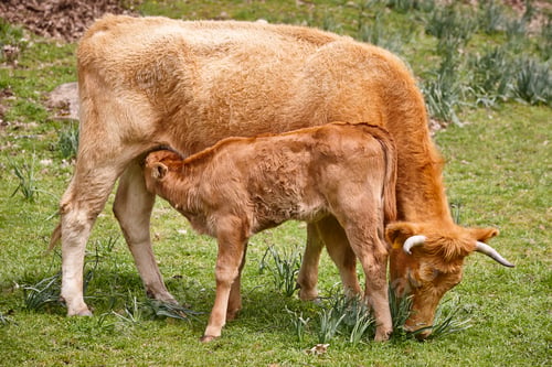 Preview: Unweaned calf suckling from his mother. Bovine cattle