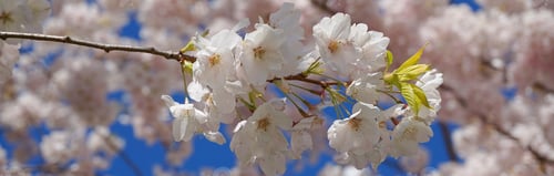 Preview: Delicate and beautiful cherry blossom against blue sky background. Sakura blossom.