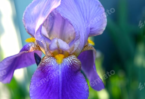 Preview: closeup of beautiful iris flower
