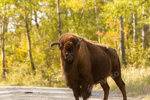 Preview: Closeup of a brown bison standing in the middle of a gravel road with green trees on the background