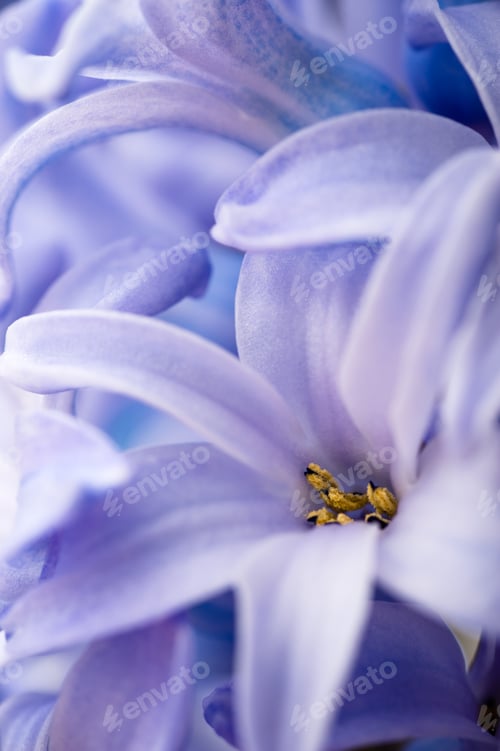Preview: Blue hyacinth