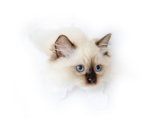 Preview: Ragdoll cat in light room