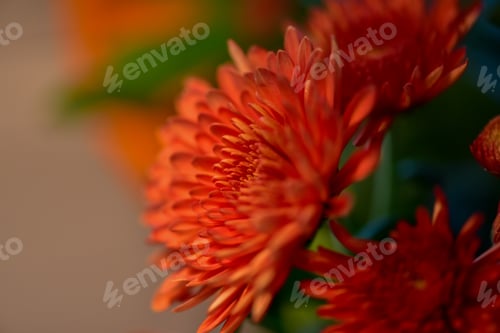 Preview: Macro and Micro Photography