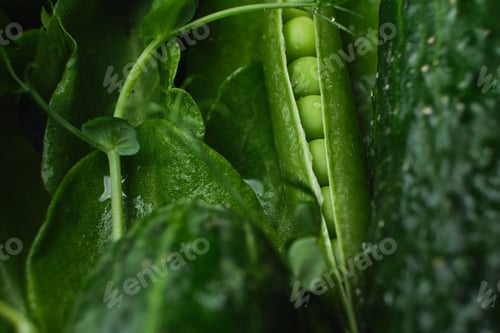 Preview: Close up Green vegetables, dark leafy food background.
