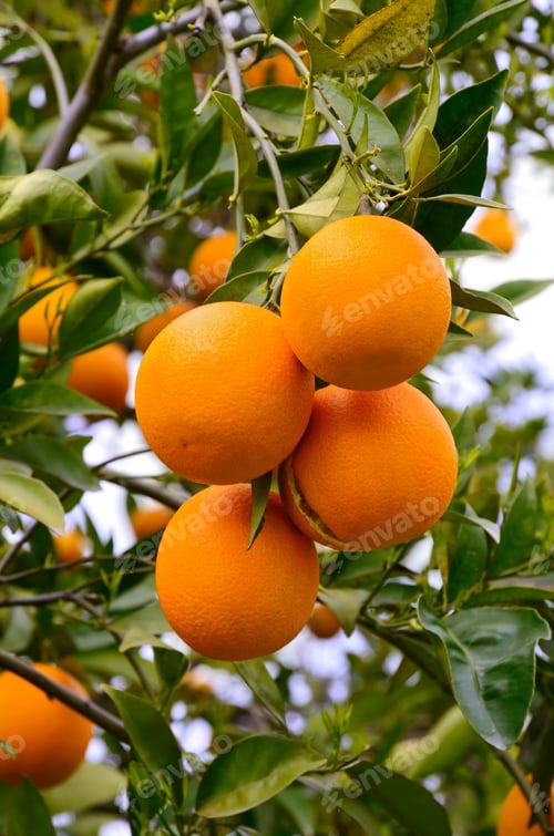 Preview: Oranges on a tree