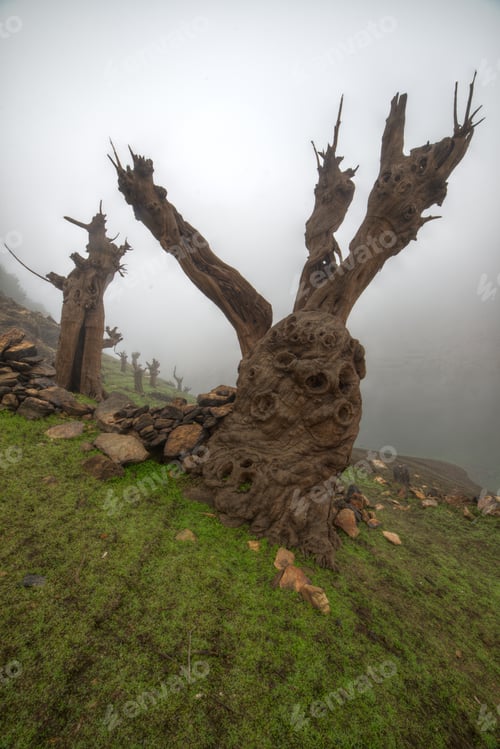 Preview: Huge dead chestnut trunk petrified by the minerals of the water