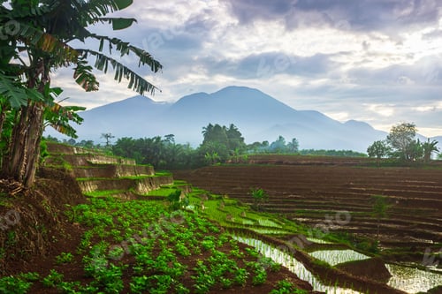 Preview: Beautiful morning view indonesia Panorama Landscape paddy fields with beauty color and sky natural
