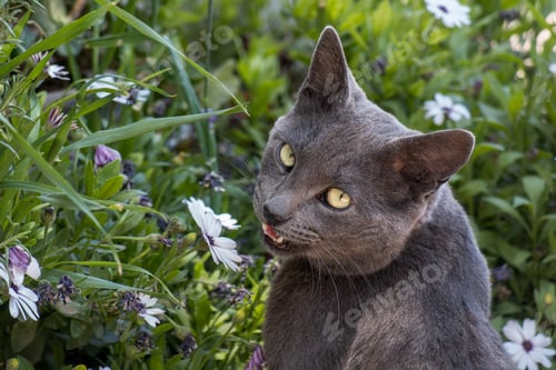 Preview: Gray Cat Among Flowers in a Garden, Looking Back