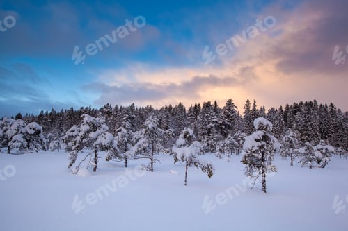 Preview: beautiful winter landscape snow tree