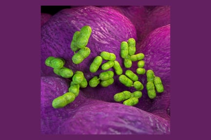 Visualização: Colônia Listeria Monocytogenes