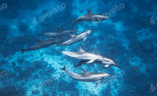 Preview: A Beautiful Dolphins underwater photography