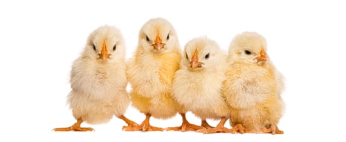 Preview: Four yellow fluffy baby chicks standing together