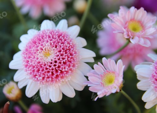 Preview: Small pink flowers