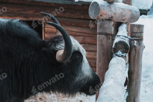 Preview: Beautiful black yak on the background farm