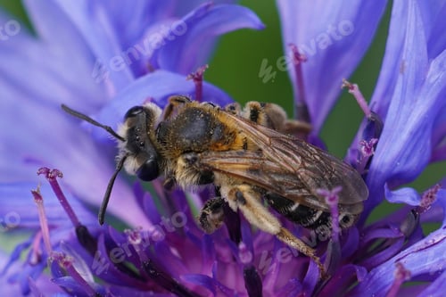 Preview: A female Short-fringed Mining Bee, Andrena dorsata on a blue flo