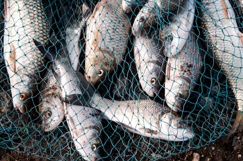 Preview: Fresh fish in a fishing nets.